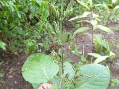 Ruellia ciliatiflora