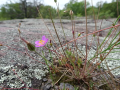 Phemeranthus calycinus