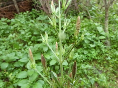 Ruellia ciliatiflora