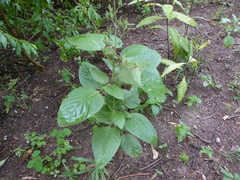 Ruellia ciliatiflora