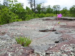 Phemeranthus calycinus