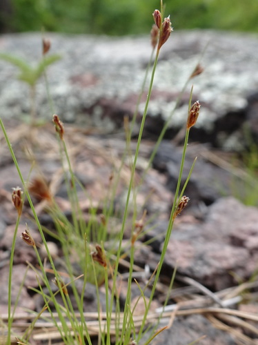 Bulbostylis capillaris