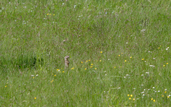 Spermophilus suslicus