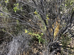 Diplacus clevelandii