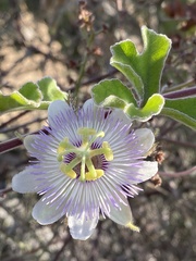 Passiflora pentaschista
