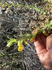 Diplacus clevelandii