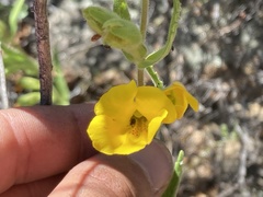 Diplacus clevelandii