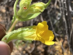 Diplacus clevelandii