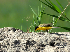 Motacilla flava