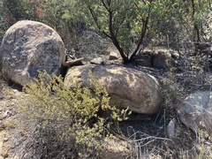 Clinopodium chandleri