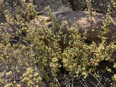 Clinopodium chandleri