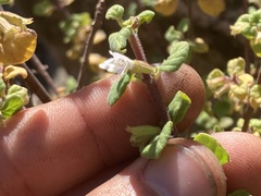 Clinopodium chandleri