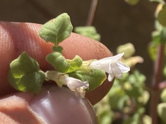 Clinopodium chandleri