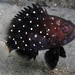 Snowy Grouper - Photo (c) Kevin Bryant, some rights reserved (CC BY-NC-SA)