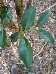 Triflorensia ixoroides