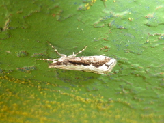 Eudonia steropaea