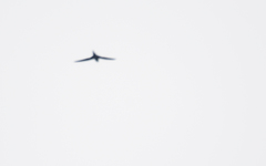 Panyptila cayennensis