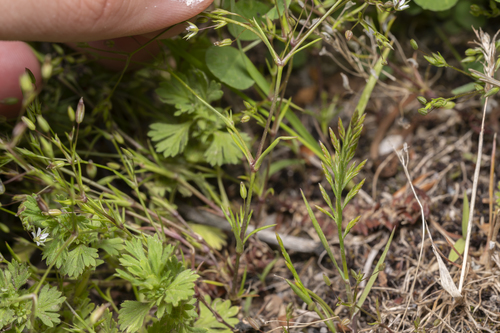 Image of Sabulina tenuifolia by (c) Eleftherios Katsillis, some rights reserved (CC BY)