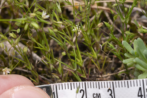 Image of Sabulina tenuifolia by (c) Eleftherios Katsillis, some rights reserved (CC BY)