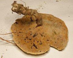 Microporellus dealbatus