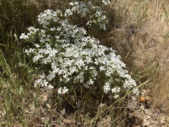 Leptosiphon floribundus