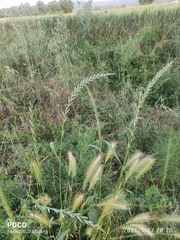 Lolium perenne perenne