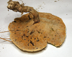 Microporellus dealbatus