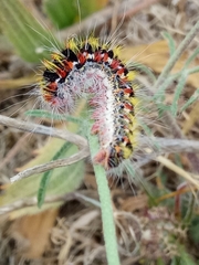 Psilogaster algeriensis