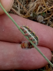 Psilogaster algeriensis