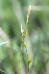 Carex depauperata