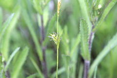 Carex depauperata