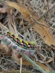 Psilogaster algeriensis