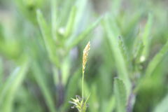 Carex depauperata