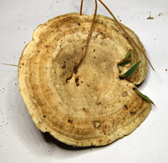 Microporellus dealbatus