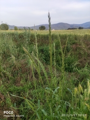 Lolium perenne perenne