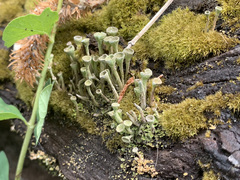 Cladonia
