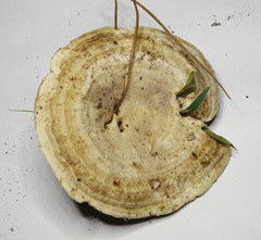 Microporellus dealbatus