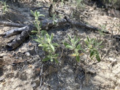 Monardella hypoleuca lanata