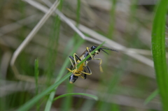 Tenthredo maculata