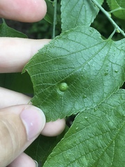 Pachypsylla celtidisumbilicus
