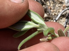 Monardella hypoleuca lanata