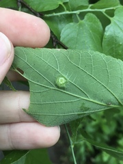 Pachypsylla celtidisumbilicus