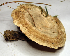 Microporellus dealbatus