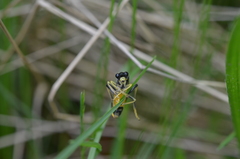 Tenthredo maculata