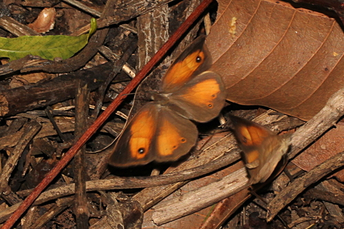 Heteropsis fraterna