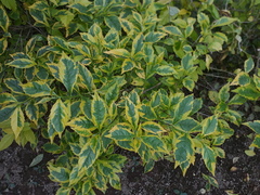 Duranta erecta