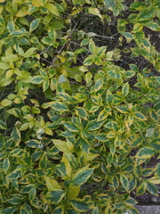 Duranta erecta