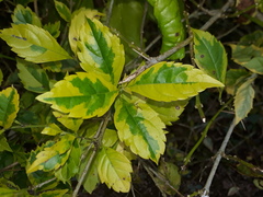 Duranta erecta