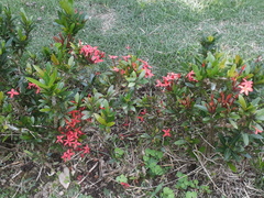 Ixora