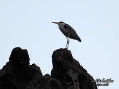 Ardea cinerea